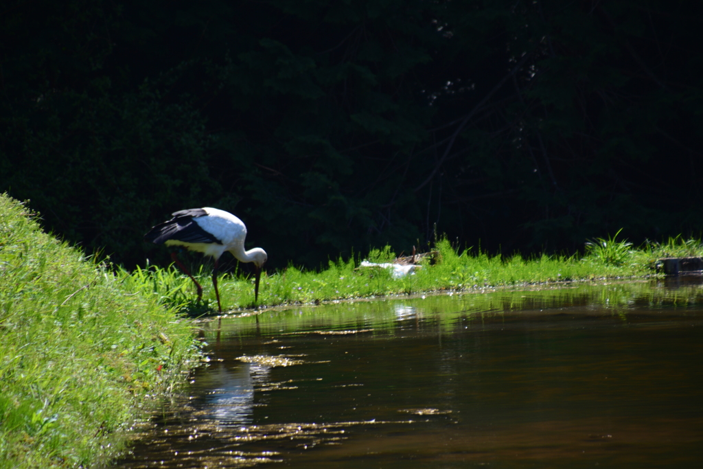但馬　コウノトリ