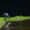 但馬　コウノトリ