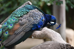 神戸市立王子動物園