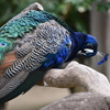神戸市立王子動物園