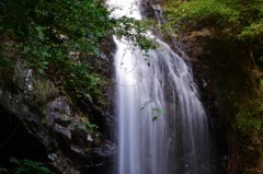 三重県伊賀上野　白藤の滝