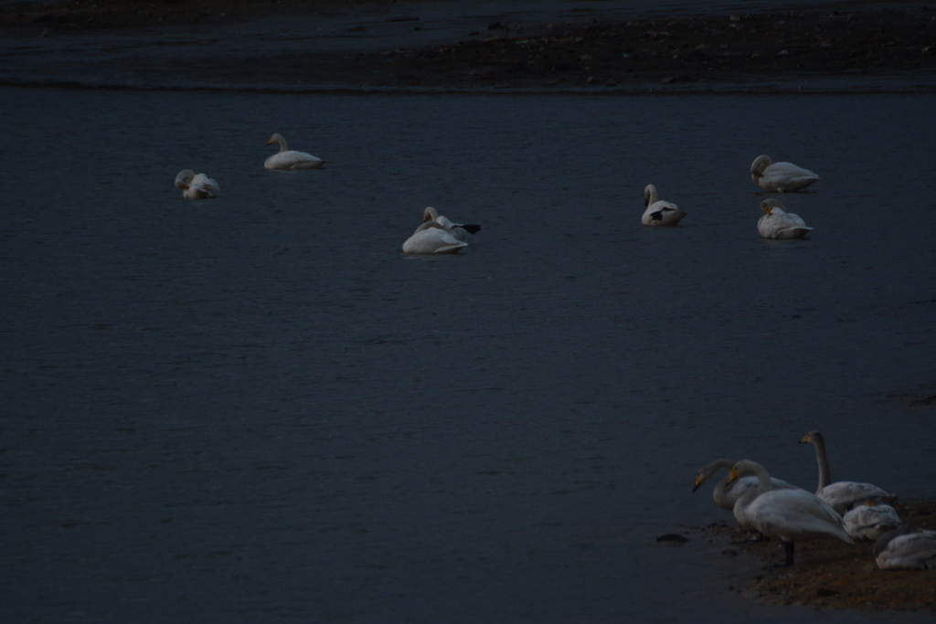 オオハクチョウ飛来　兵庫県福崎町長池