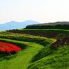 天空の花さじき