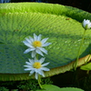 ベトナムからの友好の蓮　　大阪市　咲くやこの花館