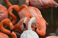 神戸市立王子動物園