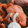神戸市立王子動物園