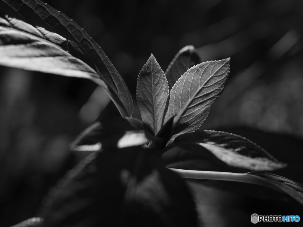 Vein
