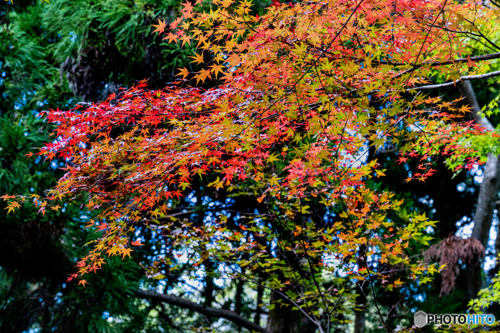 紅葉21-3