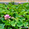 蓮池公園　3