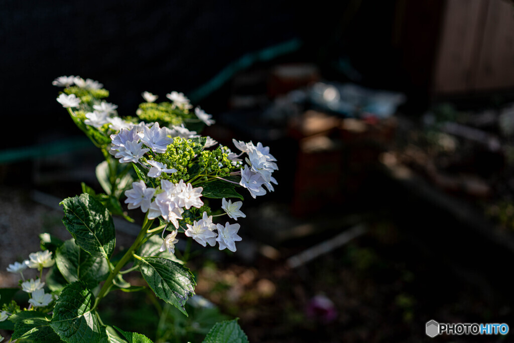 紫陽花21