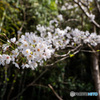 桜　2021