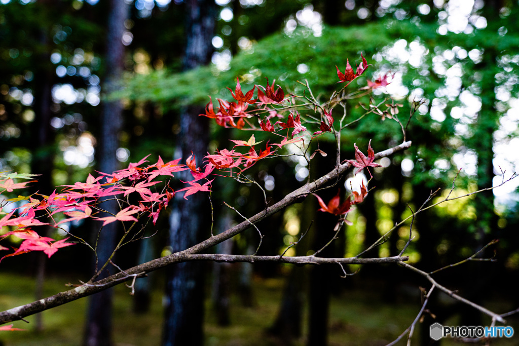 紅葉21