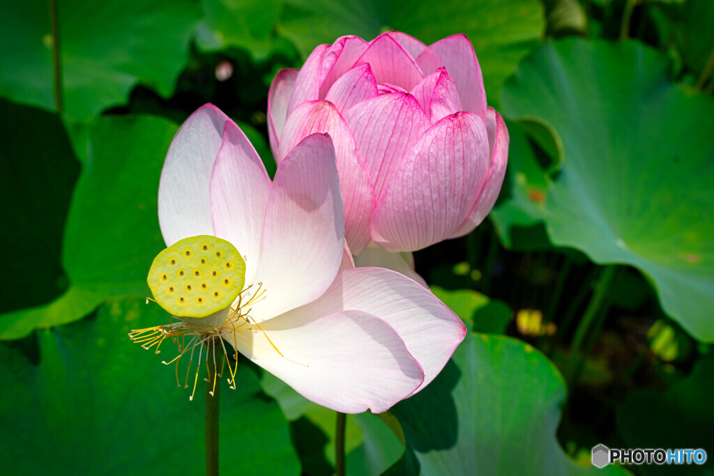 蓮池公園　1