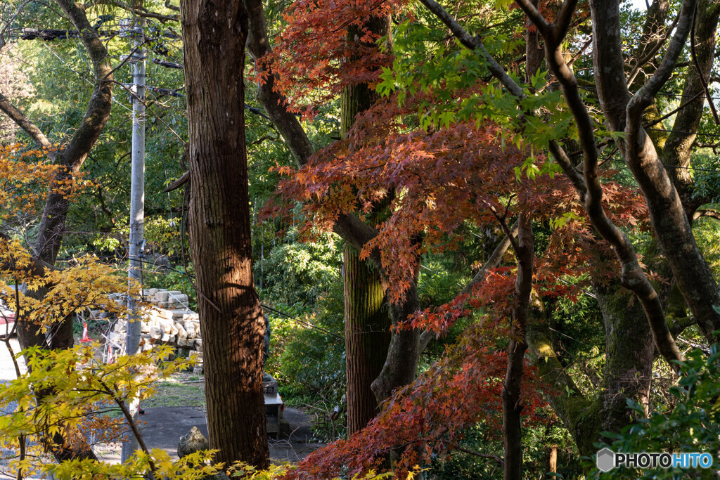 紅葉の風景