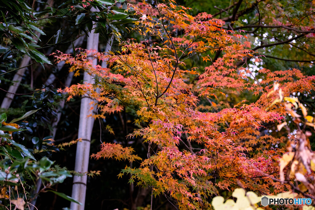 今年の紅葉