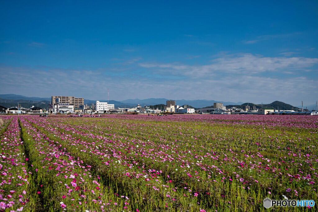 ことしのコスモス　02