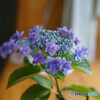 紫陽花2