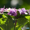 紫陽花1