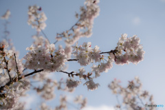 桜－Ⅰ