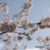 桜－Ⅰ
