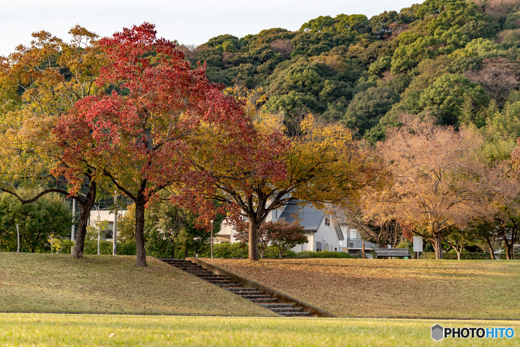 近所の公園Ⅰ