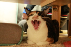 凶悪なあくび