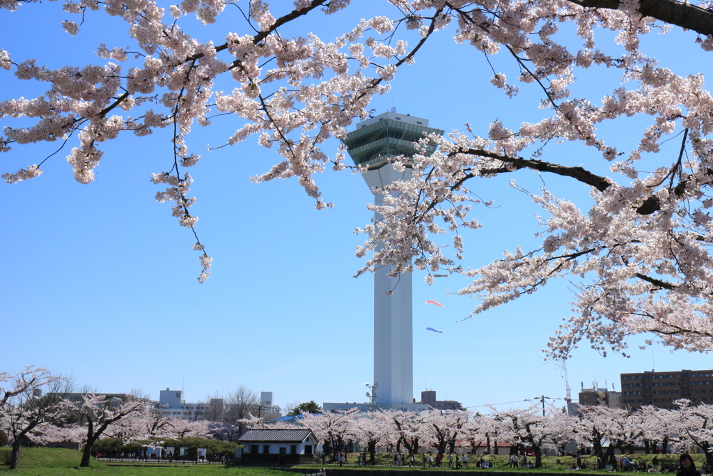 桜　五稜郭タワー