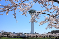 桜　五稜郭タワー