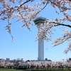 桜　五稜郭タワー