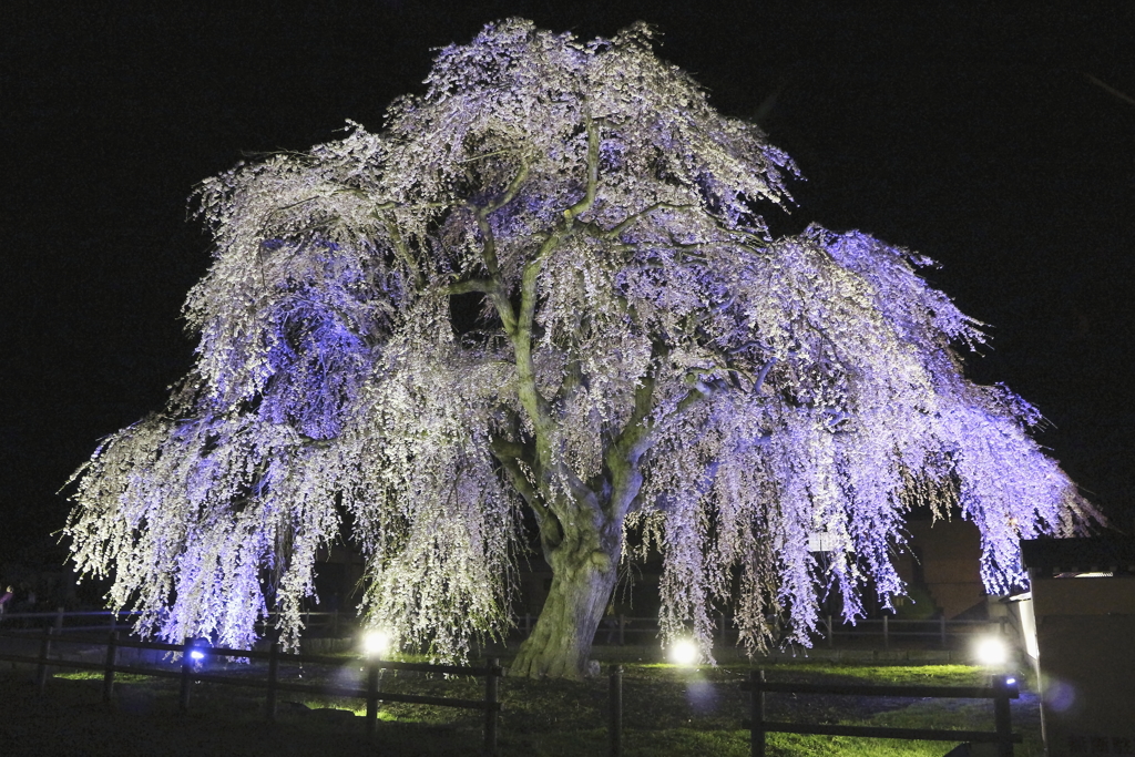 北斗市法亀寺　桜