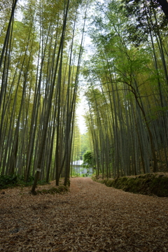 竹林の道