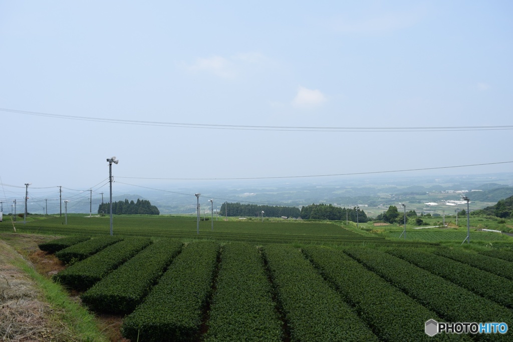 頴娃町 お茶畑