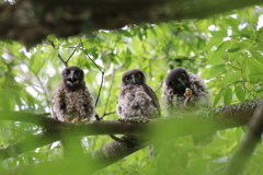 野間の大ケヤキ　アオバズク雛