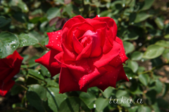 RSKバラ園雨上がり04