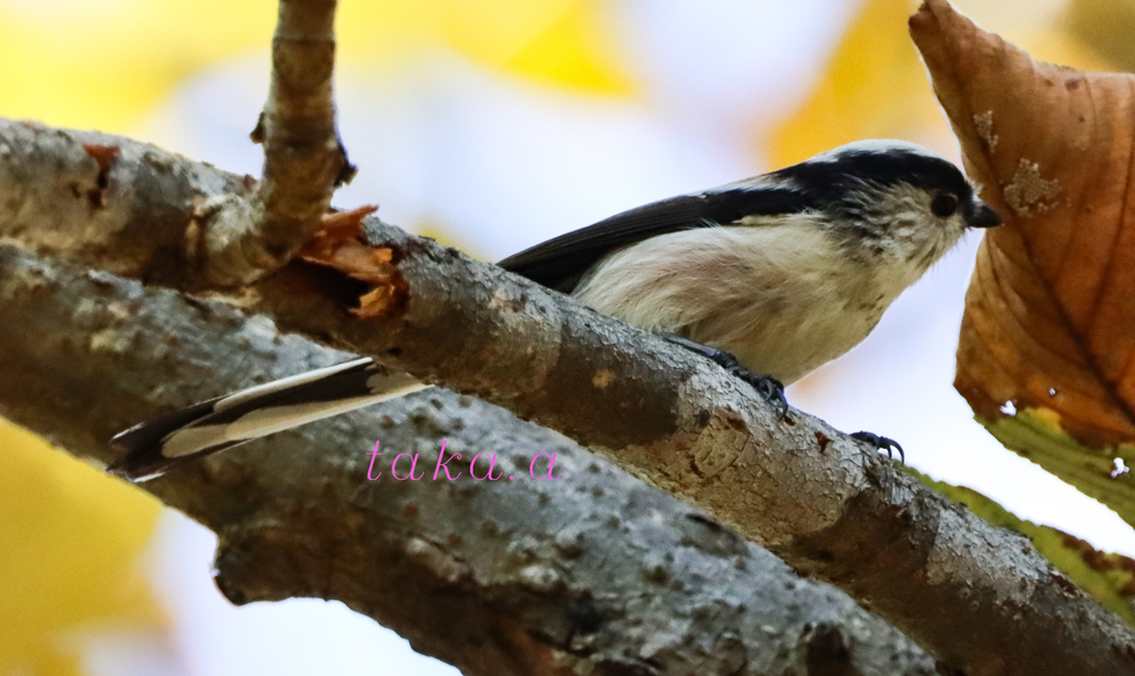 IMG_125220191105