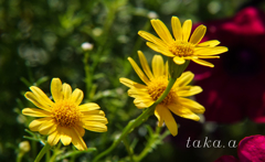 深山公園イギリス庭園05