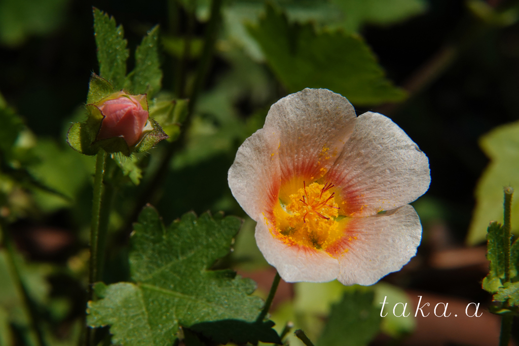深山公園イギリス庭園18