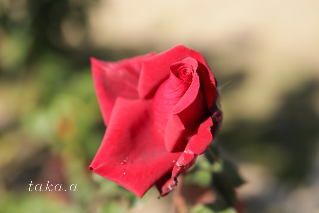 IMG_342520181110