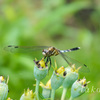 DSC0454320180812