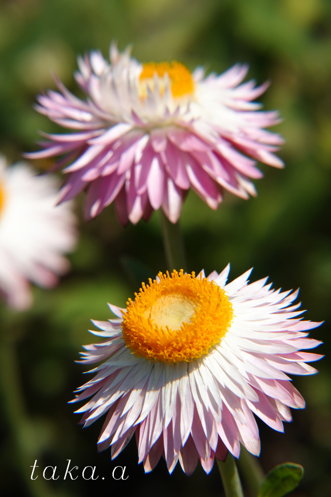 深山公園イギリス庭園02