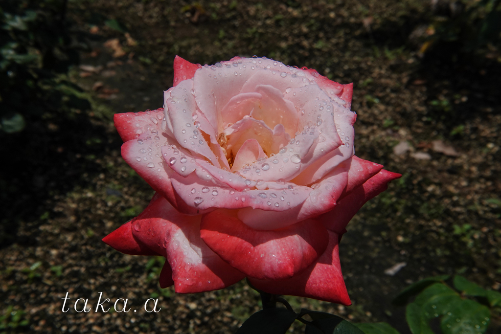 RSKバラ園雨上がり03