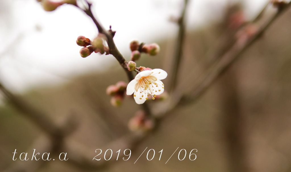 IMG_400720190106