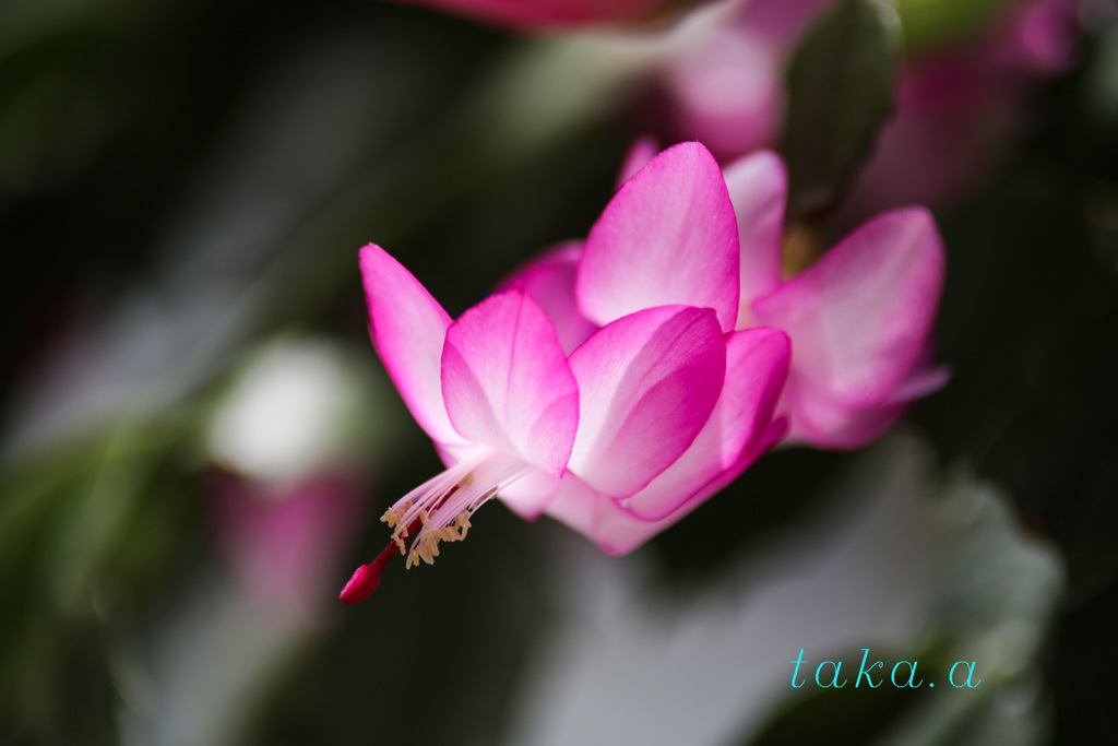 サボテンの花