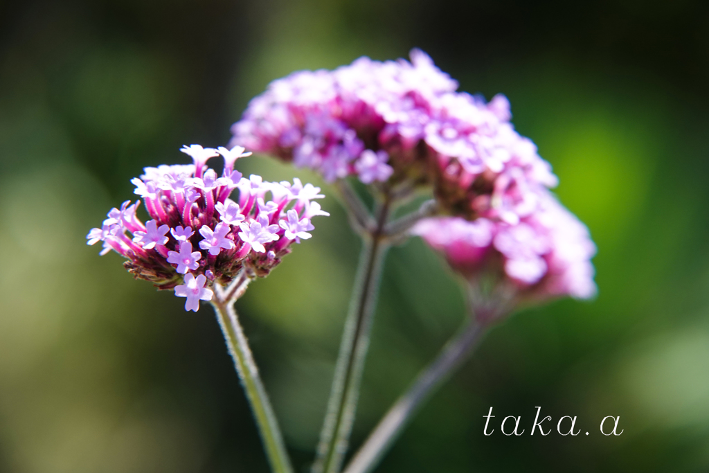 深山公園イギリス庭園17