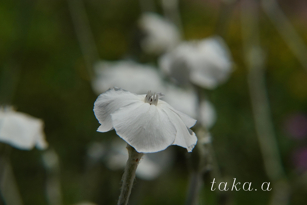 深山公園イギリス庭園09