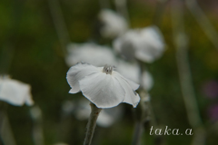 深山公園イギリス庭園09