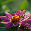 DSC0451120180806