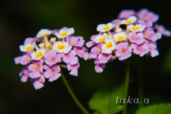 DSC0367720180722