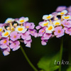 DSC0367720180722