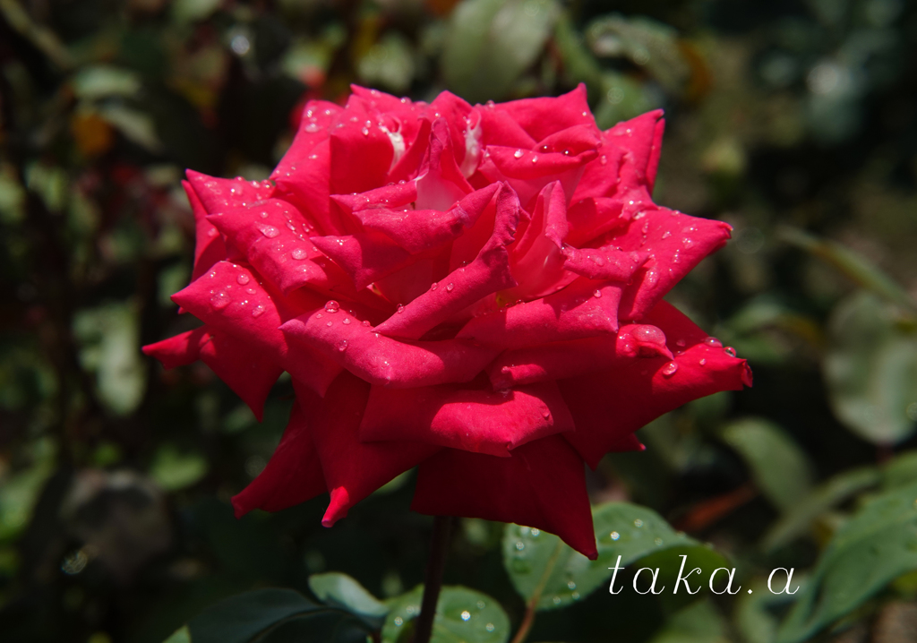 RSKバラ園雨上がり05